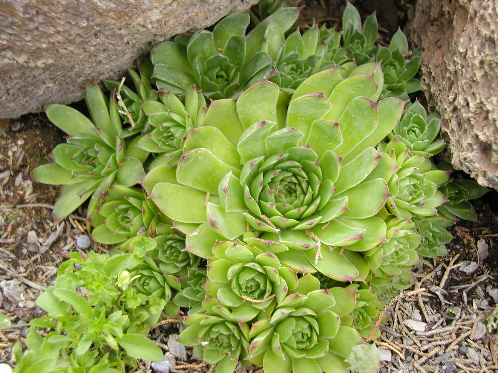 green hens and chicks